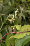 Fringed black bindweed